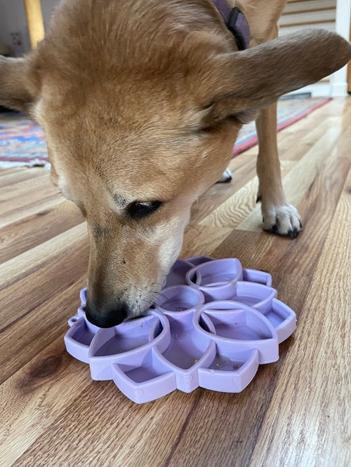 Mandala Softie eTray Shallow Slow Feeder Dog Bowl with Suction Cups |  USA Made